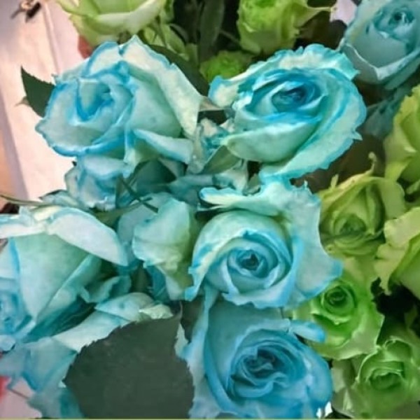 Blue Rose