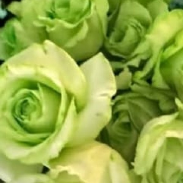 Green Rose