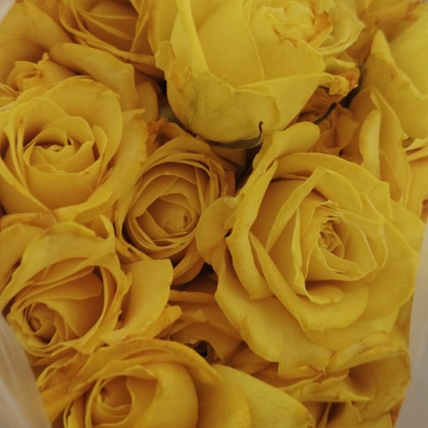 Yellow Rose